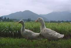 1998730gako.jpg (4724 oCg)